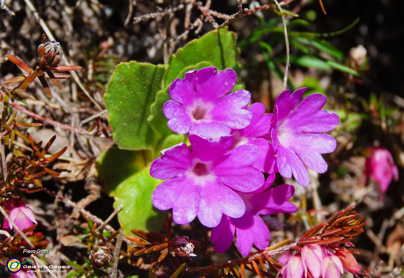 39 Primula hirsuta (Primula irsuta).JPG